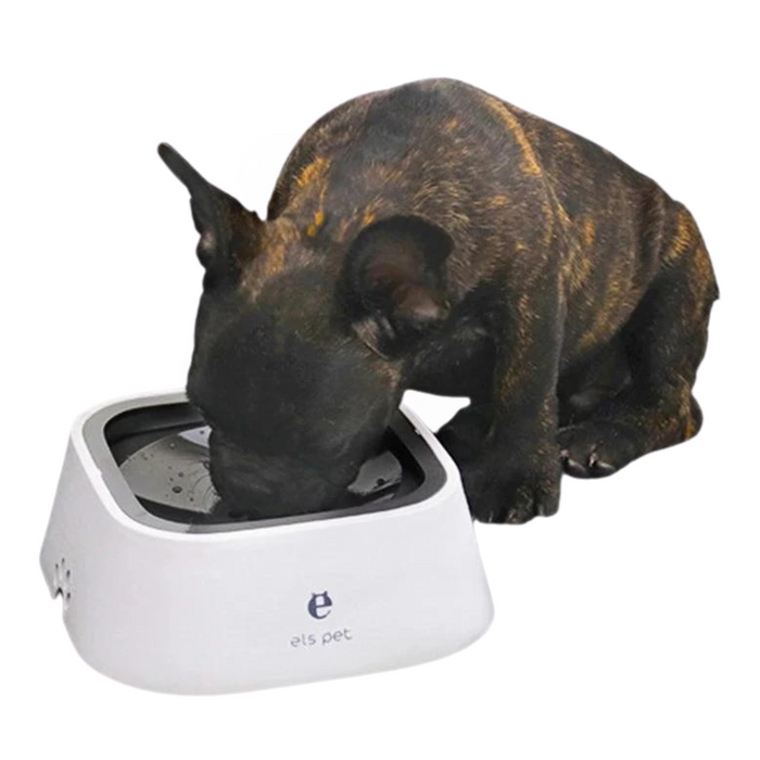 Small dog drinking from a white pet bowl with a grey interior.