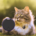 Features a black GPS tracker on a cat's collar, highlighting the use of the tracker for pets.