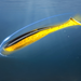 A soft plastic fishing lure in yellow and black, shown underwater in motion, simulating a swimming action that attracts fish.