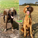 A before and after photo of a dog, showing the dog covered in mud on the left and clean and dry on the right, with a green arrow pointing from left to right.