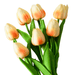 A bunch of artificial tulips with a gradient of light orange to creamy yellow petals, paired with green leaves. Display on white background.