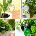 Four images show plant watering bulbs in use: a clear bulb in a white pot with a leafy plant, another clear bulb in a white pot with large leaves, a clear bulb in a white pot with a small green plant, and both clear and green bulbs in a white pot with a leafy plant.