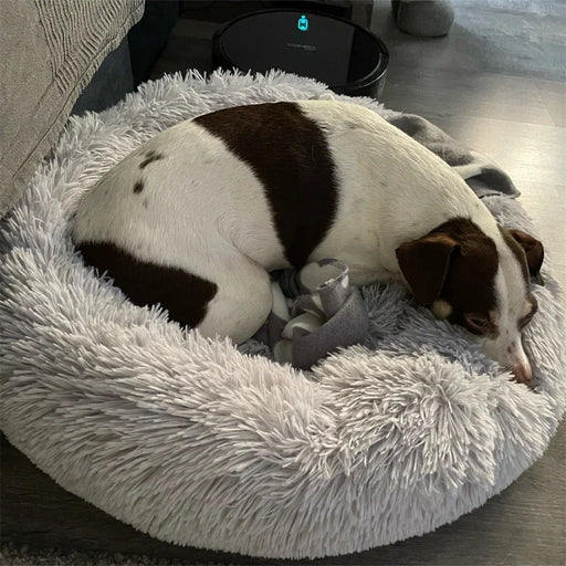  a small dog, mostly white with brown patches, curled up and sleeping in a gray, fluffy, donut-shaped dog bed on a hardwood floor.